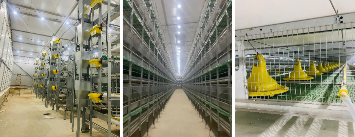 Vijayraj Poultry